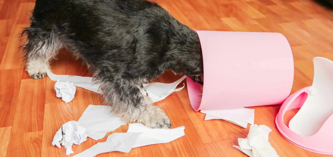 Dog going through garbage bin